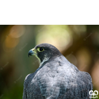 خانواده شاهینیان Falconidae